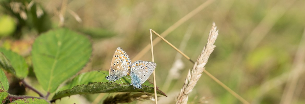 Butterfly Love