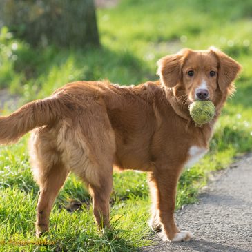 Wandelen met Ruby