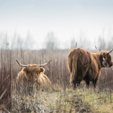 Wandelen tiengemeten